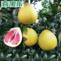 【產(chǎn)地直供】福建平和管溪現摘紅心蜜柚子凈重1.8-9斤包郵