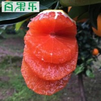 【產(chǎn)地直供】秭歸中華紅血橙5/9斤包郵 現摘新鮮水果紅肉臍橙子