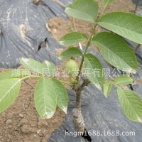 湖南果樹(shù)苗嫁接大殼薄核桃樹(shù)果苗9818核桃苗指捏即破果樹(shù)苗批發(fā)