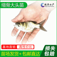 縮骨魚(yú)縮骨大頭魚(yú)苗仙骨大頭魚(yú)胖頭魚(yú)淡水養殖活體魚(yú)苗批發(fā)