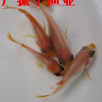 魚(yú)苗批發(fā) 紅羅非魚(yú)苗彩虹雕紅臘魚(yú)苗珍珠臘魚(yú)苗 淡水養殖魚(yú)苗