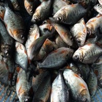 大量熱銷(xiāo) 淡水白鯧魚(yú)苗批發(fā) 鯧魚(yú)苗 魚(yú)類(lèi)養殖 魚(yú)苗供應