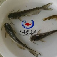 廠(chǎng)家直銷(xiāo) 叉尾魚(yú)苗斑點(diǎn)叉尾鮰魚(yú)苗叉尾苗3000頭起批