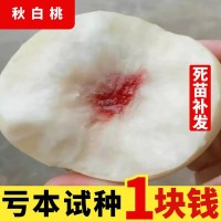 秋白桃樹(shù)苗嫁接桃苗 銀白桃苗 桃樹(shù)苗當年結果 南方北方種植果樹(shù)