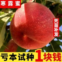 寒露蜜桃樹(shù)苗 嫁接桃樹(shù)苗 晚熟桃苗 雪桃樹(shù)苗南方北方種植 果樹(shù)苗