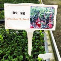 ‘直立’冬青小苗大苗綠植盆栽家庭陽(yáng)臺園藝育苗批發(fā)