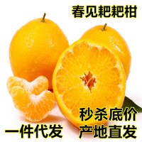 現貨 四川春見(jiàn)耙耙柑新鮮水果10斤當季時(shí)令現摘柑橘子清甜多汁