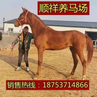 棗紅色騎乘馬汗血馬多少 哪里有女士騎乘半血馬溫血馬馴養基地