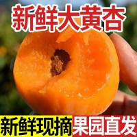 陜西大黃杏子應季新鮮現摘孕婦水果3/5斤整箱批發(fā)紅杏酸杏甜杏子