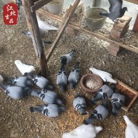 草乳鴿新鮮鴿子蘇北農家自家散養土鴿現殺順豐一件代發(fā)