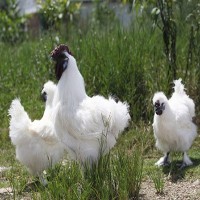 孵化場(chǎng) 竹絲雞苗月子雞白鳳烏雞苗鳳頭白烏雞苗