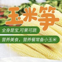 廣西橫縣新鮮產(chǎn)地現摘玉米筍水果玉米迷你小玉米帶皮去皮包郵代發(fā)