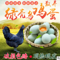 湘中文鳳散養(yǎng)綠殼烏雞蛋農(nóng)家純糧新鮮烏骨雞蛋草雞蛋初生柴土雞蛋