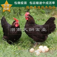 廠(chǎng)家供應 土雞苗 正宗原生態(tài) 散養土雞苗 草雞苗 全國發(fā)貨