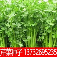 豐產(chǎn)四季西芹菜種子農家菜園蔬菜種子批發(fā) 豐產(chǎn)大型芹菜籽