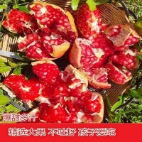 四川會(huì )理突尼斯軟籽石榴精品新鮮現摘速發(fā)純甜孕婦水果整箱包郵