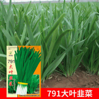 批發(fā)菜園蔬菜種子791大葉韭菜10克盆栽陽(yáng)臺院子種子菜籽 廠(chǎng)家直銷(xiāo)