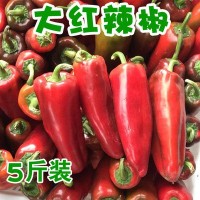 新鮮蔬菜大紅辣椒紅皮辣椒大紅燈籠椒非青椒線(xiàn)椒5斤代發(fā)批發(fā)