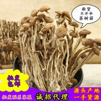 福建茶樹(shù)菇古田特產(chǎn)農家250g茶樹(shù)菇不開(kāi)傘新貨茶薪菇干貨批發(fā)