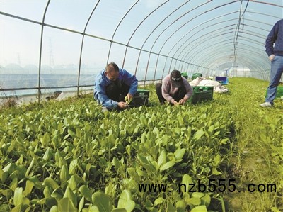 種植基地里，種植戶(hù)忙著(zhù)采收蔬菜。