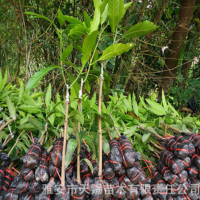 金煌芒果嫁接果樹(shù)苗 臺農桂七四季芒紅貴妃凱特芒果樹(shù)苗地栽盆栽