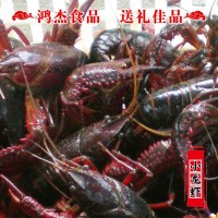 興化農家 養殖清水小龍蝦鮮活批發(fā) 4/5/6錢(qián)白鰓肉質(zhì)飽滿(mǎn)干凈