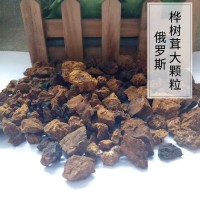 俄羅斯西伯利亞白樺茸 樺樹(shù)茸 樺褐孔菌 機打大顆粒