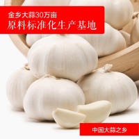 廠(chǎng)家批發(fā)金鄉大蒜新鮮農產(chǎn)品 優(yōu)選紫皮大蒜頭新鮮蔬菜