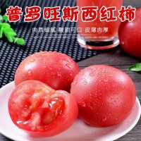 海陽(yáng)普羅旺斯西紅柿現摘現發(fā)沙瓤水果番茄新鮮蔬菜生吃西紅柿批發(fā)