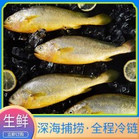 寧德霞浦大黃魚(yú)黃花魚(yú)廠(chǎng)家批發(fā)冷凍大黃魚(yú)鮮活海鮮水產(chǎn)品速凍