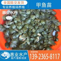 廠(chǎng)家批發(fā)甲魚(yú)苗 淡水魚(yú)苗