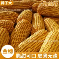 鑫希望1號玉米種子 糧食作物玉米種子批發(fā) 量大優(yōu)惠