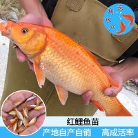 【特色魚(yú)苗】紅鯉魚(yú)苗 建鯉魚(yú)苗 金草魚(yú)苗 紅羅非魚(yú)苗 金色大頭魚(yú)