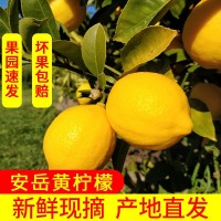 果園直發(fā)安岳黃檸檬 新鮮皮薄多汁，包郵 帶箱稱(chēng)重. 壞果包賠