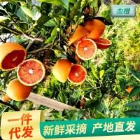 廠(chǎng)家供應貴州資中塔羅科玫瑰血橙 新鮮水果榨汁非中華紅橙子