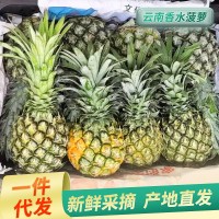 云南金鉆鳳梨當季新鮮水果手撕鳳梨新鮮多汁無(wú)眼臺灣香水菠蘿代發(fā)