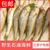 批發(fā)江浙滬包郵 寧波象山東海新鮮去頭小黃魚(yú) 冷凍生鮮深海黃花魚(yú) 5斤起批