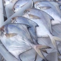 寧波象山東海新鮮白鯧魚(yú)冰凍水產(chǎn)小鯧魚(yú) 100-120規格 水產(chǎn)批發(fā)  5斤起批