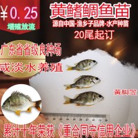 黃鰭鯛魚(yú)苗 黃腳笠魚(yú)苗 黃腳臘魚(yú)苗黃鰭鯛 臘魚(yú)苗20尾起訂