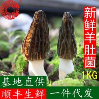 22年新鮮羊肚菌鮮品 產(chǎn)地貨源 大量批發(fā) 野生菌 支持一件代發(fā)1kg  2千克起批