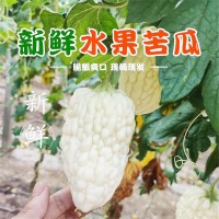 壽光產(chǎn)地蔬菜苦瓜清解蘋(píng)果水果苦瓜果實(shí)飽滿(mǎn)水分充足自種現摘批發(fā) 2件起批