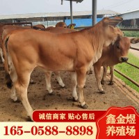 黃牛肉牛犢改良 肉牛價(jià)格怎么樣 養殖批發(fā)牛苗 肉?；钆? onmouseover=