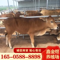 黃牛犢改良肉牛魯西黃牛 2022廣西地區肉牛行情長(cháng)期出售活體牛苗