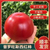 山東海陽(yáng)順豐新鮮水果現摘現發(fā)沙瓤水果番茄洋柿子普羅旺斯西紅柿