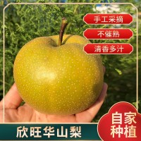 順豐華山梨山東萊陽(yáng)正宗時(shí)令水果大果梨子當季皮薄多汁脆爽華山梨