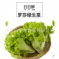 羅莎綠生菜葉新鮮農產(chǎn)品 當季采摘凈菜涼拌生菜 超市餐廳袋裝供應