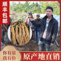 鮮人參500g長(cháng)白山人參一手貨源帶土鮮參泡酒煲湯參壞包賠現挖現賣(mài)