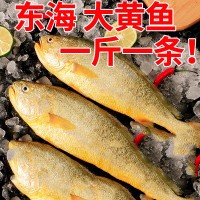 東海大黃花魚(yú)新鮮大黃魚(yú)鮮活冷凍生鮮海鮮類(lèi)水產(chǎn)大海魚(yú)