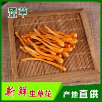 產(chǎn)地批發(fā)干貨北蟲(chóng)草蟲(chóng)草花金蟲(chóng)草孢子頭顏色新鮮飽滿(mǎn)