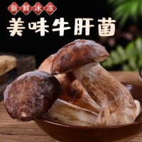 云南特產(chǎn)速凍鮮美牛肝菌可清炒涮火鍋煲湯美味食材現貨批發(fā)